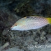 wrasse_checkerboard_sjc_si_h_0264_egy1903.jpg